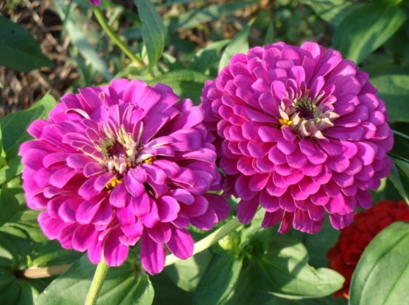 ZINNIA seed PURPLE PRINCE  